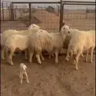 للبيع غنم حرش