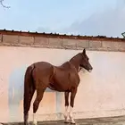 فرس عربيه جزيري بيور من افراس الملك عبدالله رحمه الله