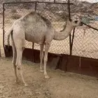 بكرة كفو للبيع فل شحم