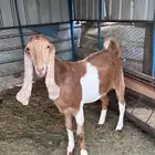 جفره مصريه دافع