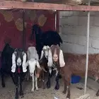 معزا دافع للبيع