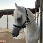 حصان اقبل البدل