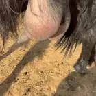 عنز حليب عارضيه