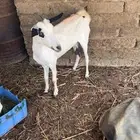 عنز للبيع عشار