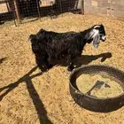 عنز تامه تحتاج معالجه