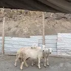 ضان دفيع مقاريب