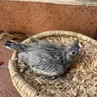 كروان ايميرالد شي فاخر من الاخر عشاق النوادر والغر