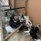 حمام مشكل للبيع