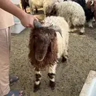 خروف نعيمي