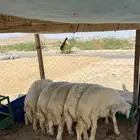 طليان جبره