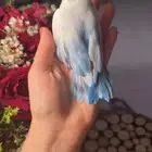 للبيع ببغاء الروز الأليف