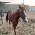 خيل