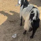 للبيع