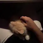 انباعت