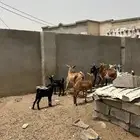ماعز للييع جمله مع الفحل 18 راس