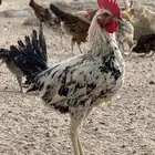 دجاج بلدي