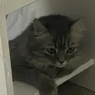 بسه قطه للتبني