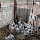 دجاج براهما تم البيع
