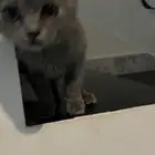 قط للتبني