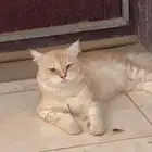 قط ضايع اللي يبيه يتواصل معي (تبني)