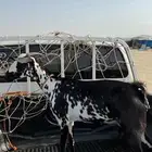 عنز بيشيه