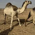 بكار للبيع وخلفات وبعارين