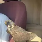 بكه