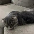 قطه ضايعه في حي الشعله