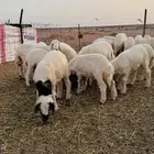 بهم العدد21 مراح واحد الشحم فل