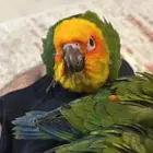 فرخين صن كنيور