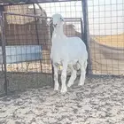 المجمعه