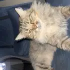 قطه قط بسه لتبني