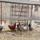 دجاج بلدي فيومي اصحه جيده العداد9