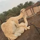 جمل للبيع مشروط