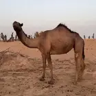 بكره صفرا جذعه