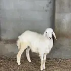 طلي حري ذبيحه