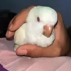 ببغاء كويكر البينو