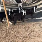 6جفرات عوارض