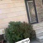 جده السنابل