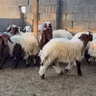 نعيم