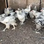 دجاج براهما سلالة طيبه والصحه سليمه ومطعمين العدد 34