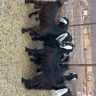 جفار طيبات وفل شحم مقفلات (تم البيع)