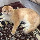 سكوتش للبيع