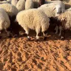 ذبايح نعيم و نجد