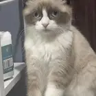 قط للبيع