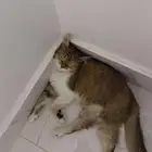 قطط لتبني