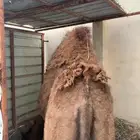 الي يبغى البكره يتصل عل ذا الرقم