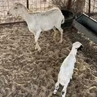 شاه خلفه