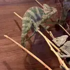 حرباء كاميليون