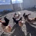 دجاج بلدي